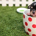 cutepetsmart