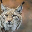 Lynx3d