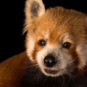 RedPandaPolitics