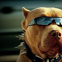 inkedpitbull