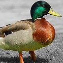 duckyextra