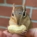 ChipMunkyAndFriends