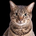 elplanetadelosgatitos