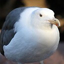 FatSeagull69