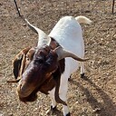 BoersandNestsFarm