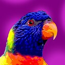Lorikeets