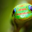 ZenGecko