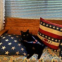 MyCatsLoveTrump