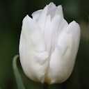 WhiteTulip