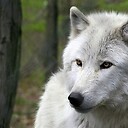 WhiteWolf