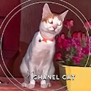 ChanelCat