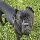 GatekeeperCaneCorso