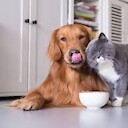 WuffMau