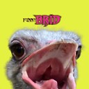 funnybird33