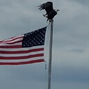 Patriotplastering