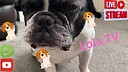 LoIaTV