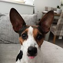 pennythecrazydog