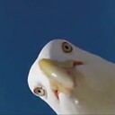 SeagullsScareMe