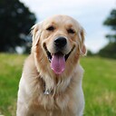 DoggyFandom