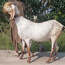 MAAJEEGOATFARM