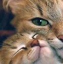 MeowKittens