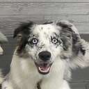 JanetPlanet444