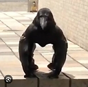 Gorillacrow