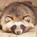 TanukiGod