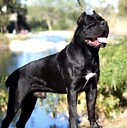 donato_kennels