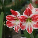 AmarylisFlower
