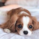 Cutepetvideo1