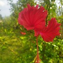 Lord_bikram