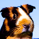 skinny_and_guinea_pigs