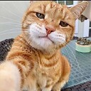 FunnyPaws1