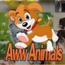 AwwAmimals