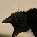 funnycutecatvideos