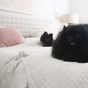 bearandparisthepoms