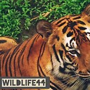 wildlife44