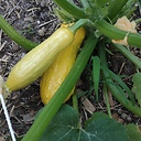 DownSouthLouisianaGardening