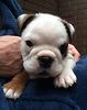 Bulldogpup