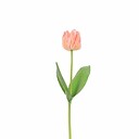 TangerineTulip