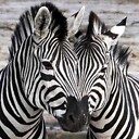 ZebraSquared