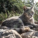 AnimalsPetCreatures
