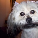 DaisyDandelion