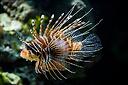 stonefish_9