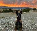 Maligator75