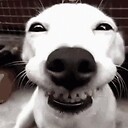 CuriositAnimal