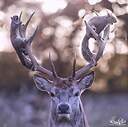 Thedeerwhisper25