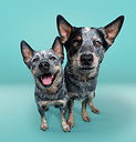 RiftentheACD