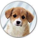 animaltraning12